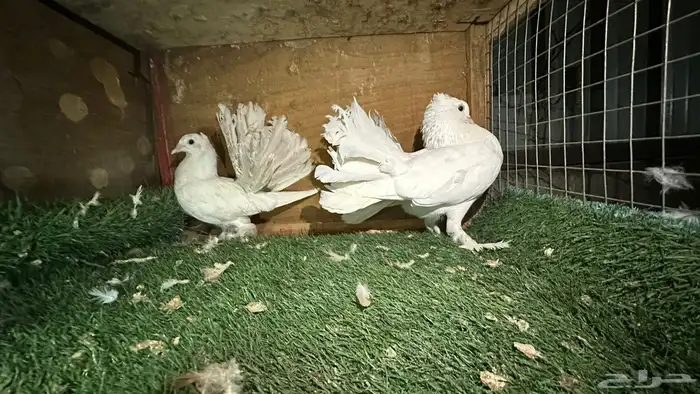 للبيع انواع حمام ومنتجه 7