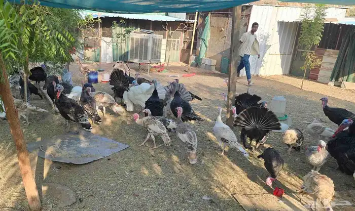 للبيع دجاج رومي 4