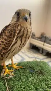 مطلوب شبوط 0