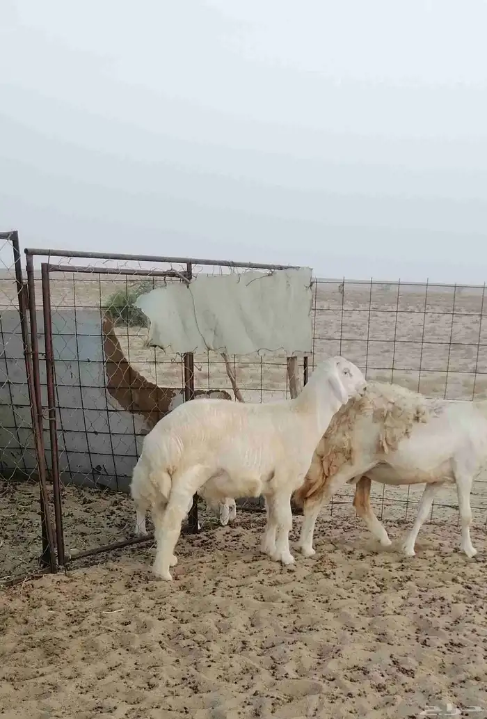 مشروع فحل حري 6
