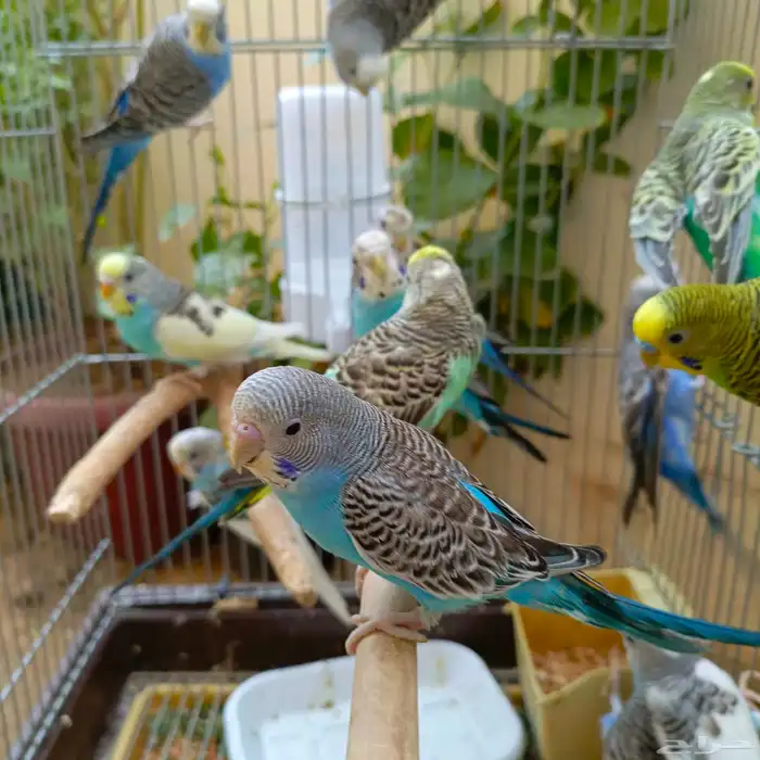 طيور الحب باجي عشق ومعشوق 4