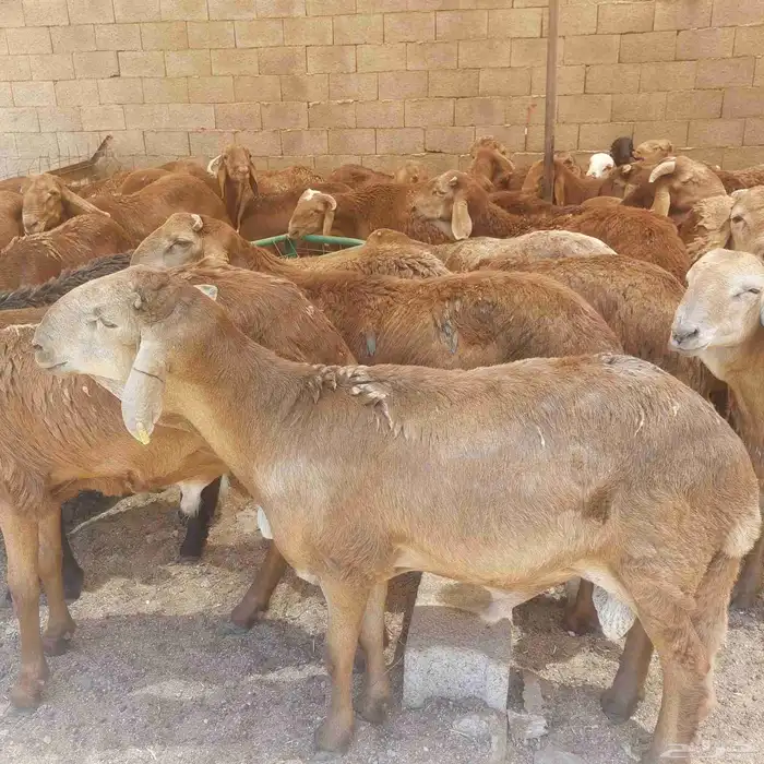 طبخ مناسبات حري سواكني مع التوصيل وذبايح الثلاجة مع التغليف 3