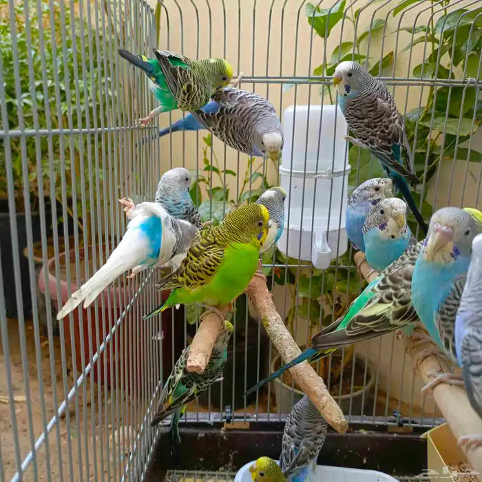 طيور الحب باجي عشق ومعشوق 2