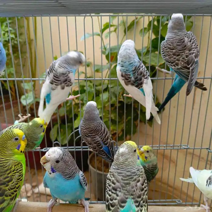 طيور الحب باجي عشق ومعشوق 0
