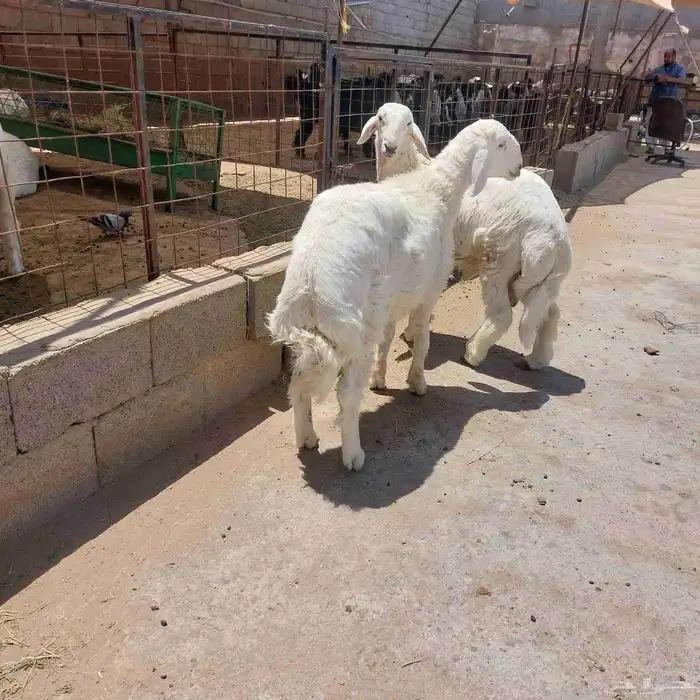 طبخ مناسبات حري سواكني مع التوصيل وذبايح الثلاجة مع التغليف 2