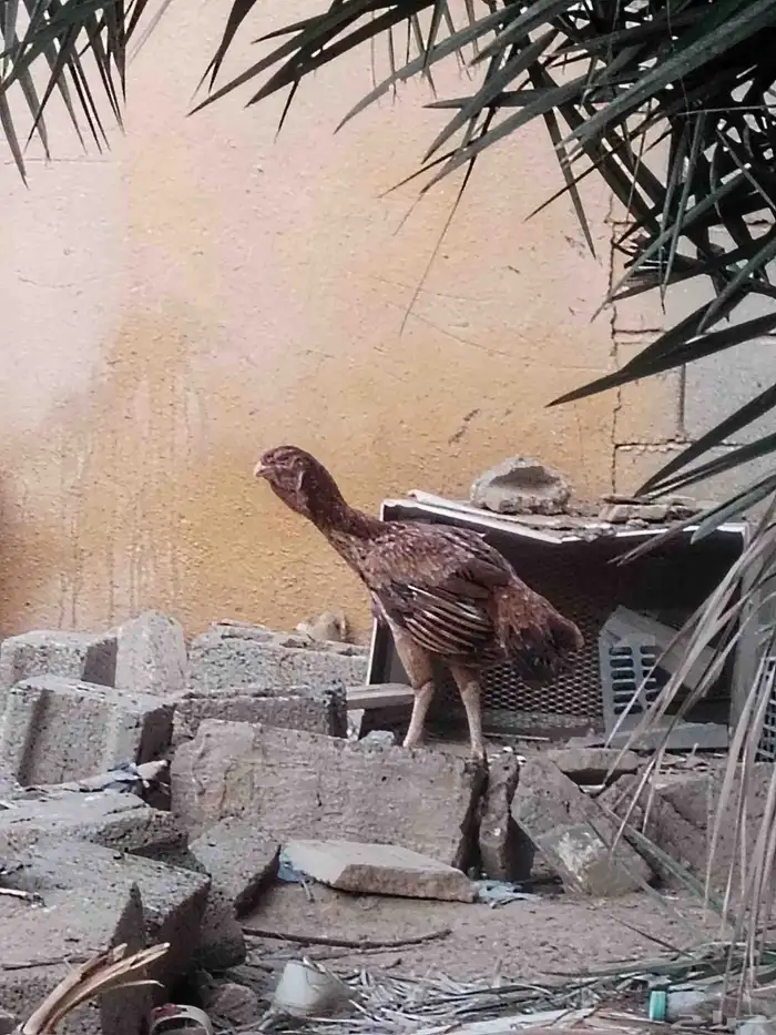 دجاجه حجازي 0