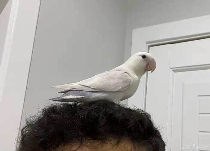 ببغاء روز 1