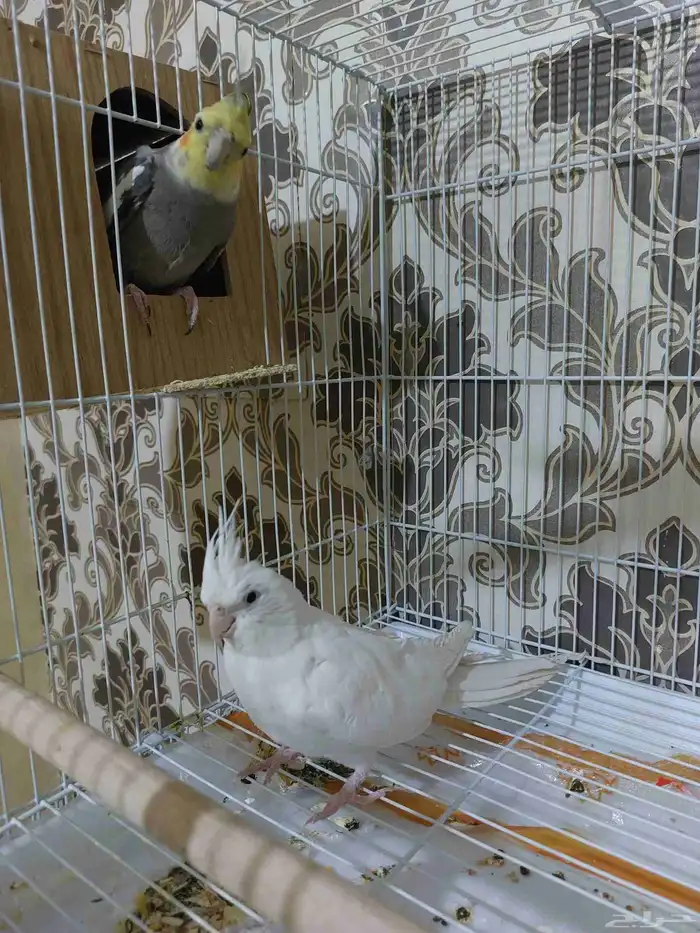 زوج كروان عمر سنة 4