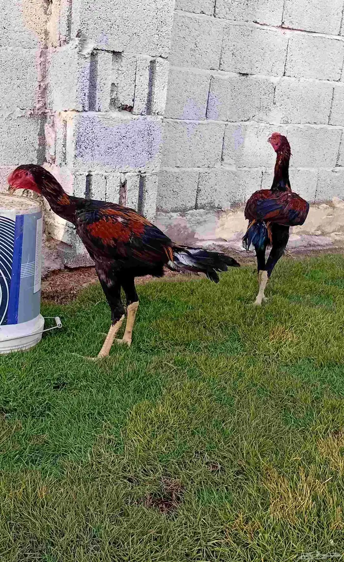 ديك سندي فارسي 7