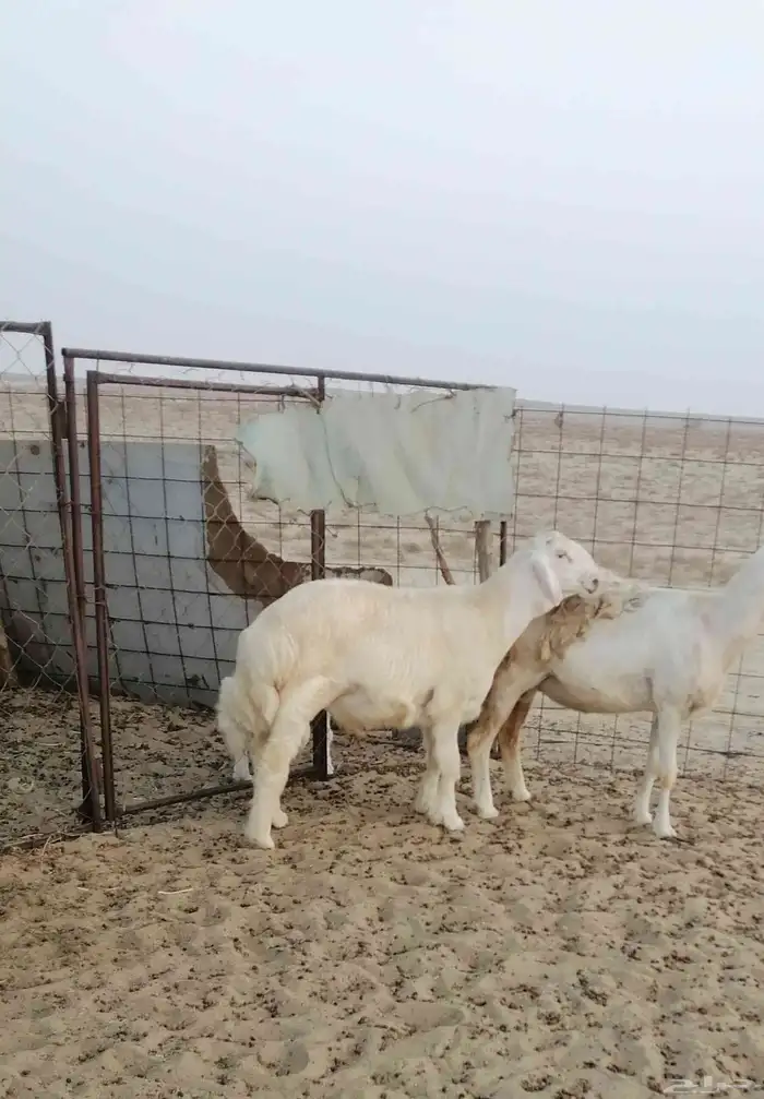 مشروع فحل حري 0