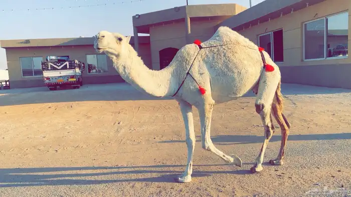 عشرا وضحى ضروبه بكر 5