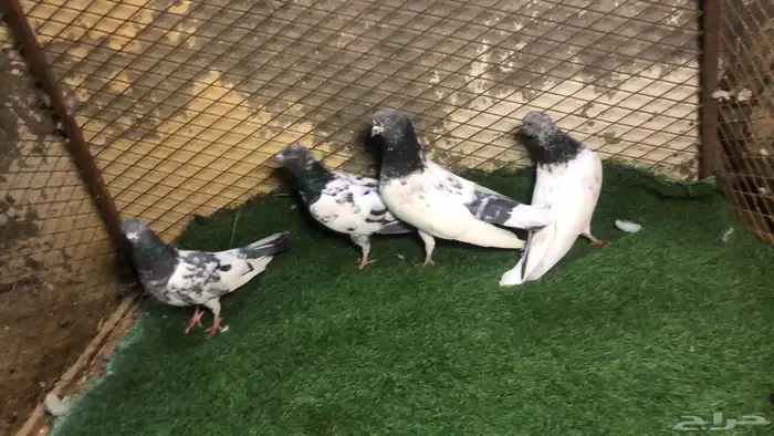 حمام باكستاني 2