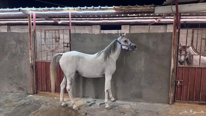 فرس واهو مكس 1