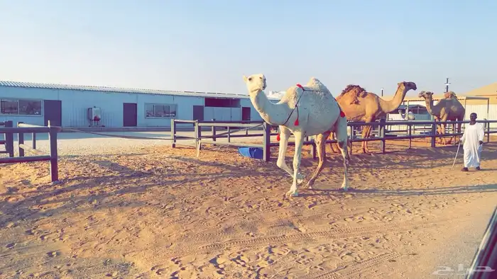 عشرا وضحى ضروبه بكر 0