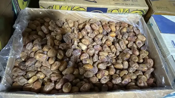تمر صقعي وخلاص ونبوت سيف 7