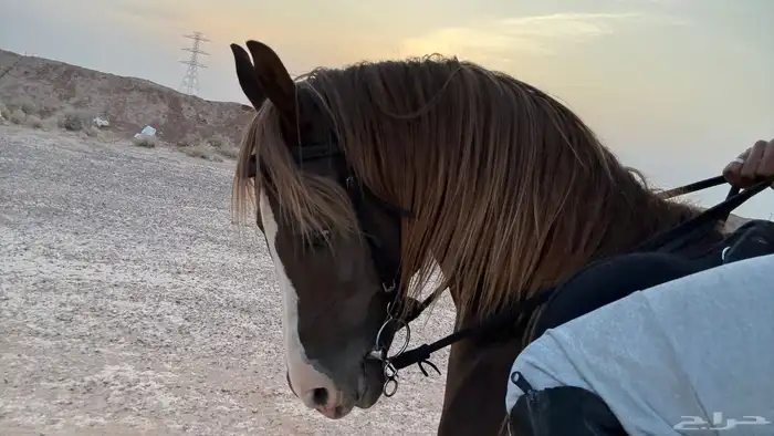حصان شعبي للبيع 3