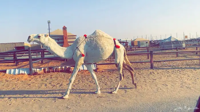 عشرا وضحى ضروبه بكر 6