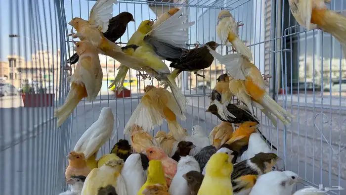 عرض ع الكناري مفرد وجمله 5