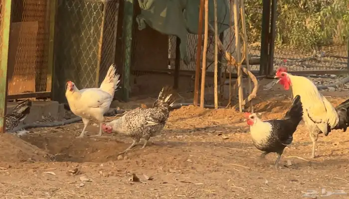 دجاج بلدي بياض 10
