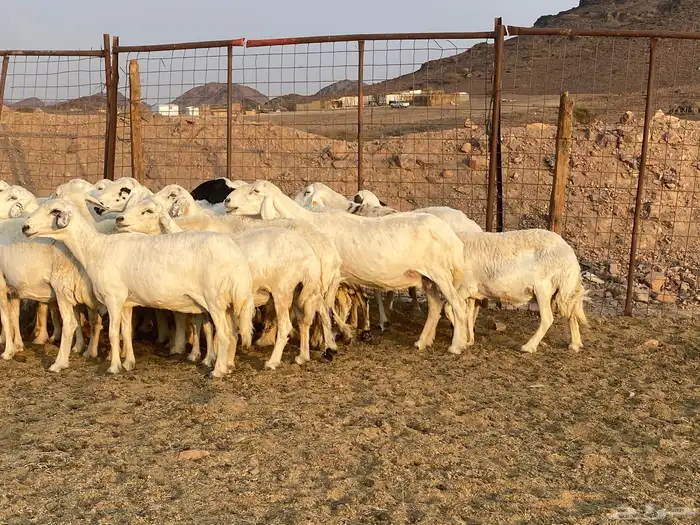 ضان حريات 5