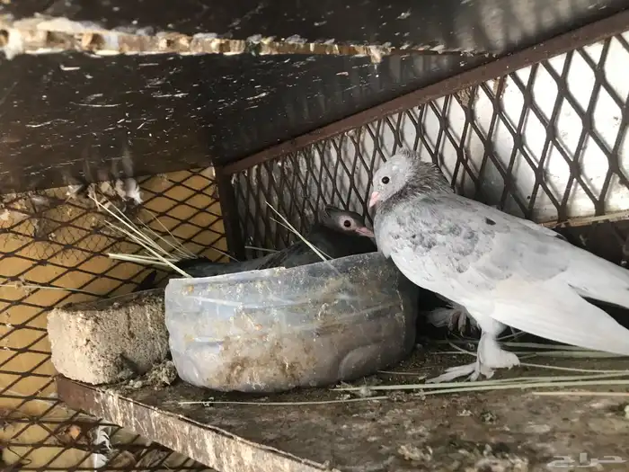 صنعاني تشريبه وكرست أحجام صغيره 1