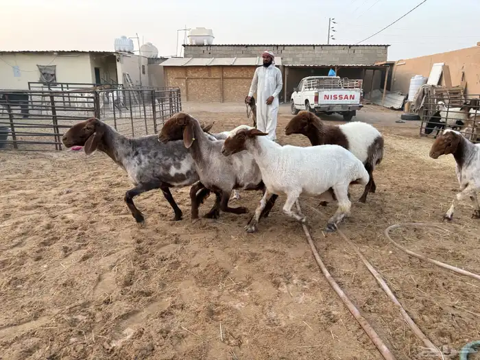 حيل نعيم طيبه شحم عدد 6 سومها 1050 0