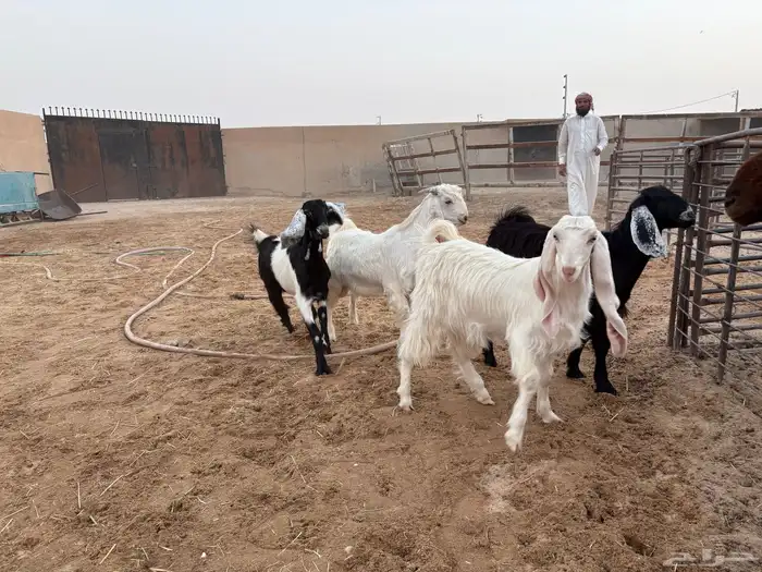 تيوس منادي طيبه عدد 4 حد 1020 9