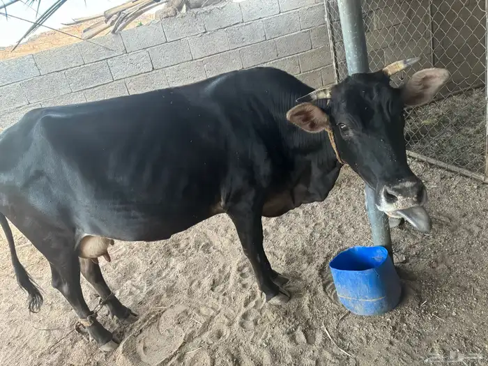 بقره جرسيه عشار كفو 3