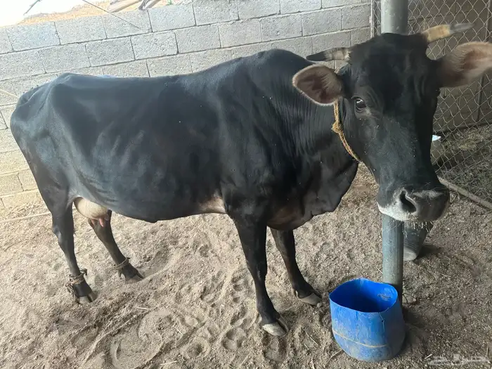 بقره جرسيه عشار كفو 1
