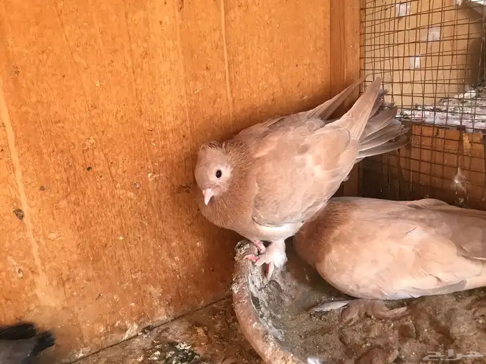 صنعاني تشريبه وكرست أحجام صغيره 18