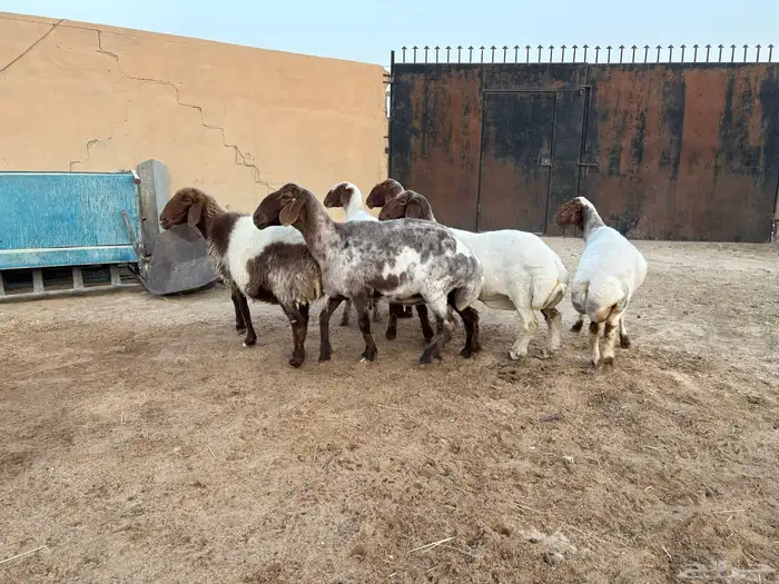 حيل نعيم طيبه شحم عدد 6 سومها 1050 5