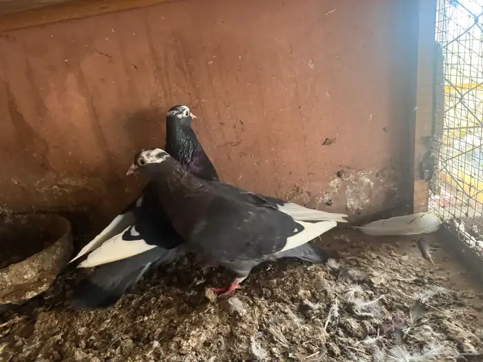 حمام قطيفي زوج منتج الصحة ميه ميه 2