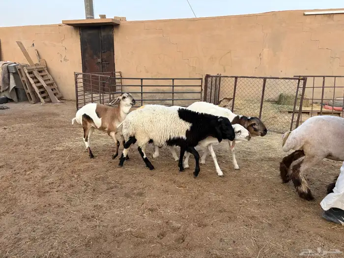 ذبايح بلديه مهجنه طيبه حد 1000 4