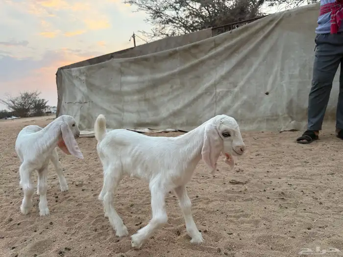 عنز خلفة متاوم 3