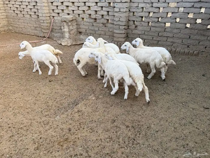 عشرة طليان للبيع بمحافظة الحجرة 3