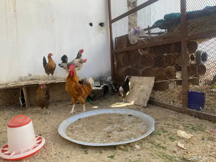 دجاج للبيع 3