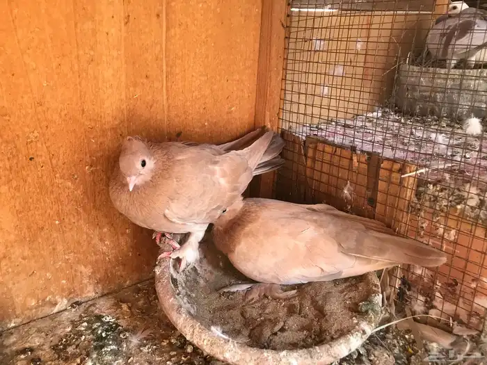 صنعاني تشريبه وكرست أحجام صغيره 19