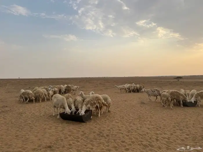 ضان مراح للبيع اغلبها رخال 0