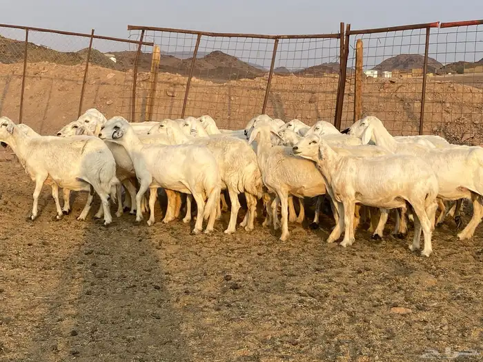 ضان حريات 2