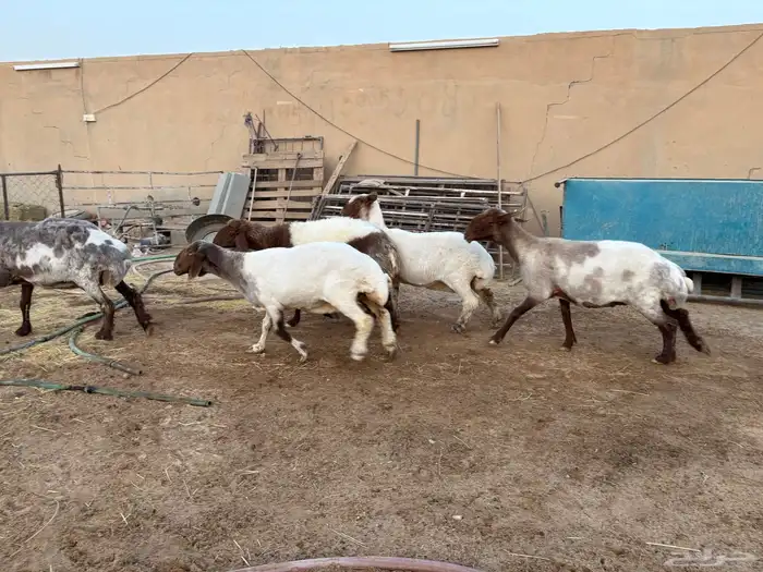 حيل نعيم طيبه شحم عدد 6 سومها 1050 3