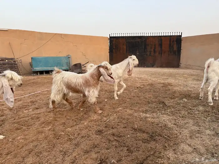 تيوس فحول عوارض ومشاريك طيبه عدد 4 2