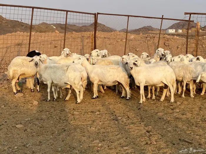 ضان حريات 11