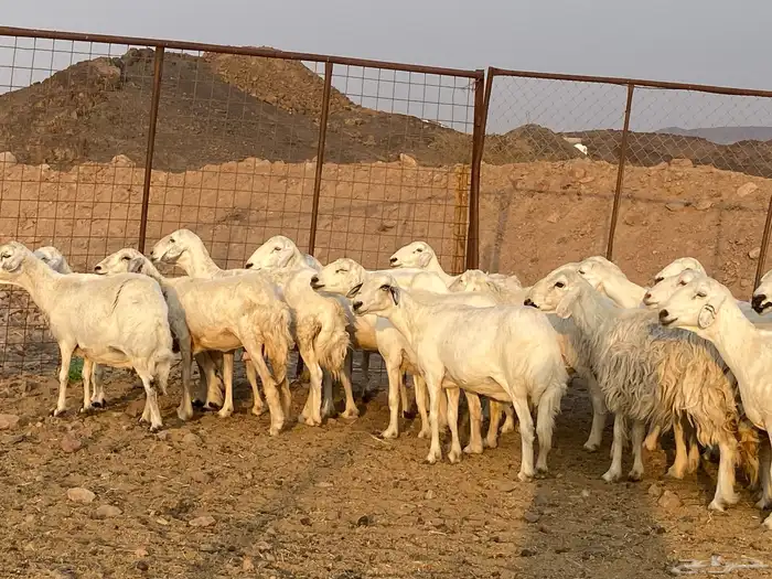 ضان حريات 10