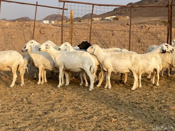 ضان حريات 12