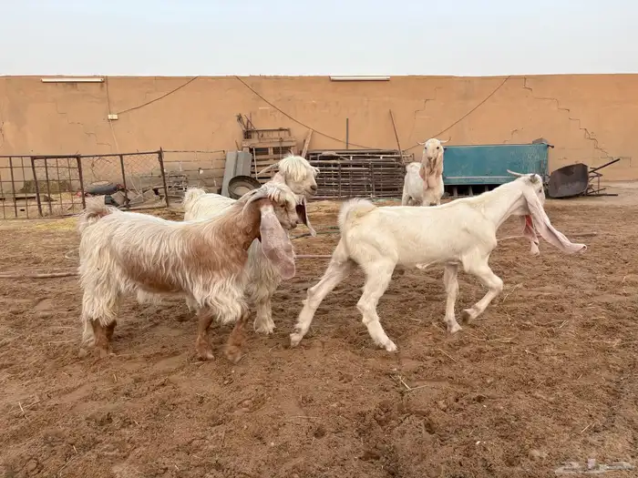 تيوس فحول عوارض ومشاريك طيبه عدد 4 7