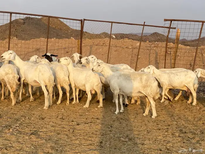 ضان حريات 1