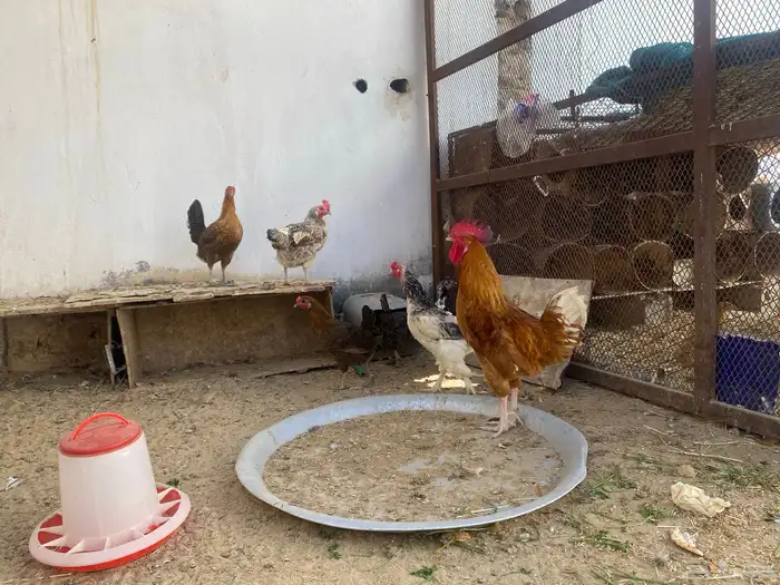 دجاج للبيع 4