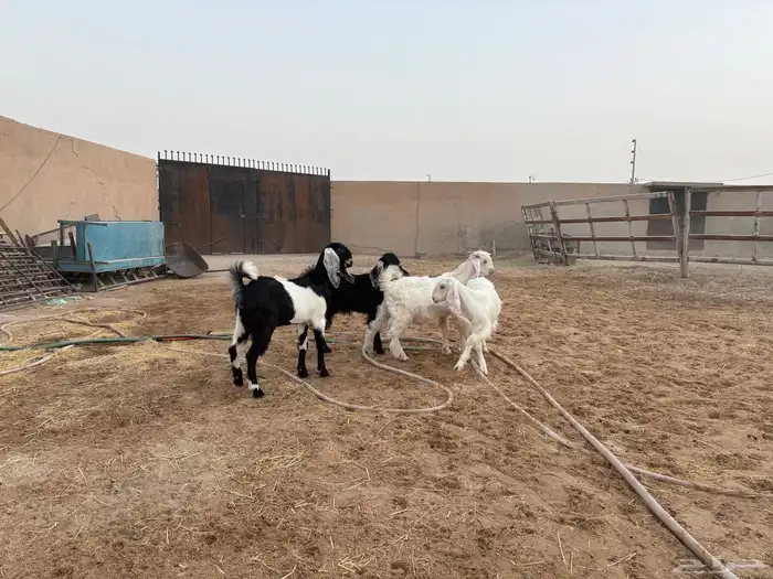 تيوس منادي طيبه عدد 4 حد 1020 0