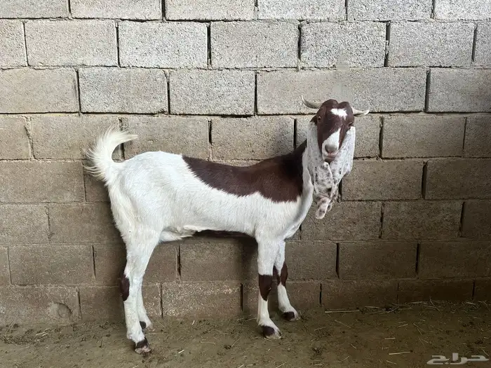 عنز وتيس ( هولندي) 4