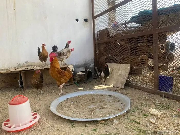 دجاج للبيع 2